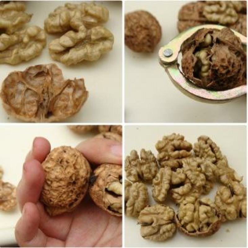 云南麻子核桃现货供应大量现货价格美丽