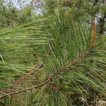 大量松针出售，天然人工采摘