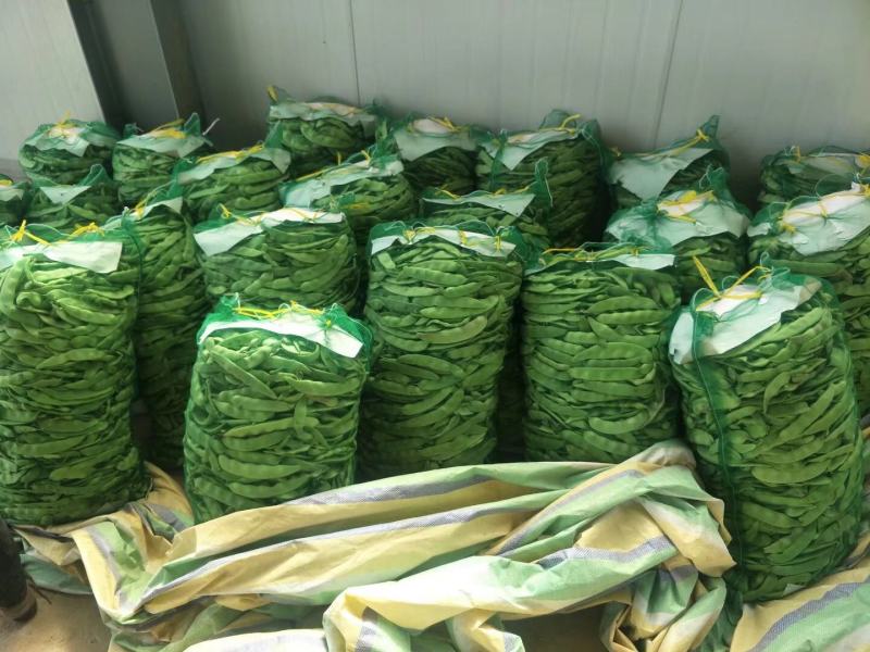 油豆角.一点红油豆.大量上市.