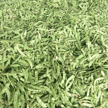油豆角.一点红油豆.大量上市.