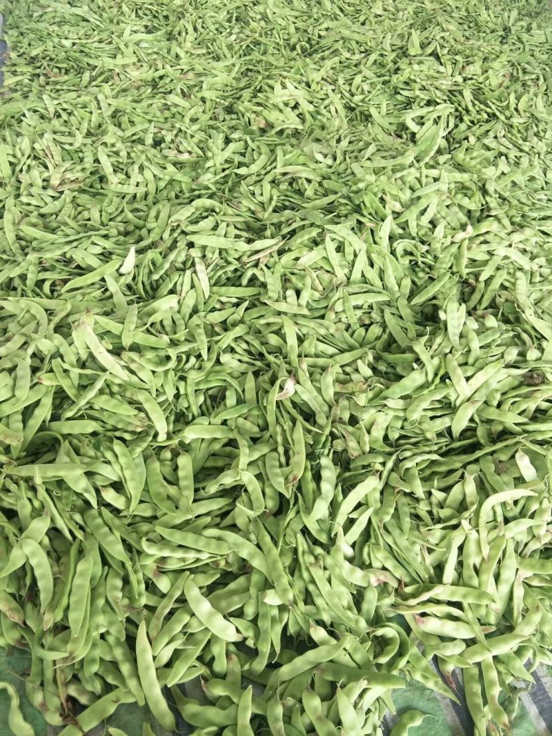 油豆角.一点红油豆.大量上市.