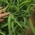 推荐北柴胡种子90%以上柴胡种子，31号柴胡种子