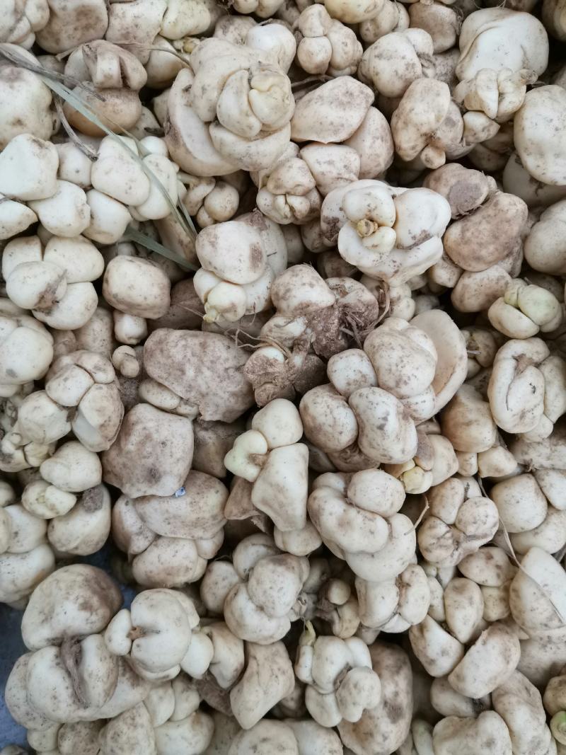【推荐】优质贝母，土贝母，可做种苗，质量好，成活高