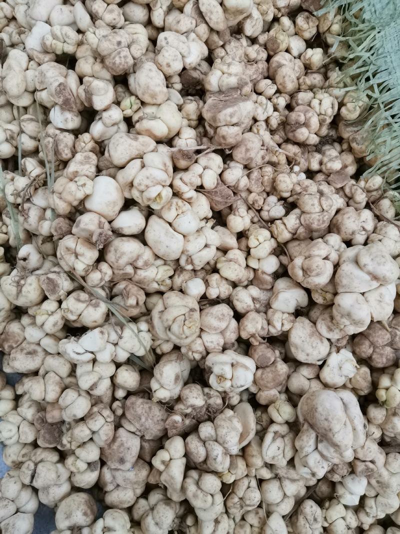 【推荐】优质贝母，土贝母，可做种苗，质量好，成活高