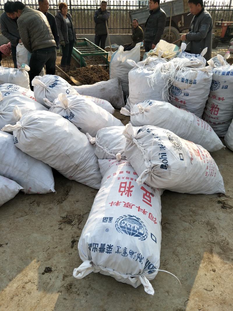 【推荐】优质贝母，土贝母，可做种苗，质量好，成活高