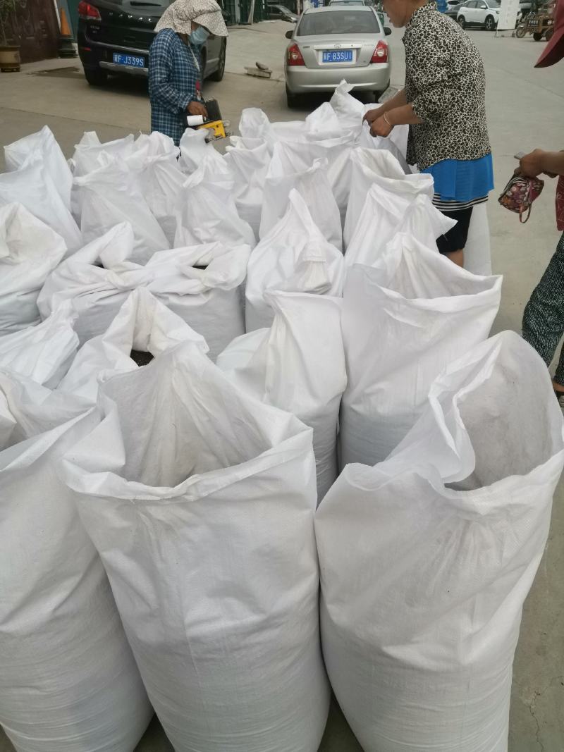 【推荐】优质贝母，土贝母，可做种苗，质量好，成活高