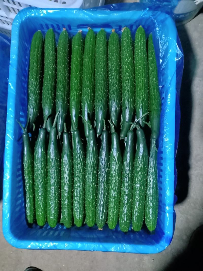 精品优质油亮黄瓜大量上市中欢迎有需要的老板前来采购