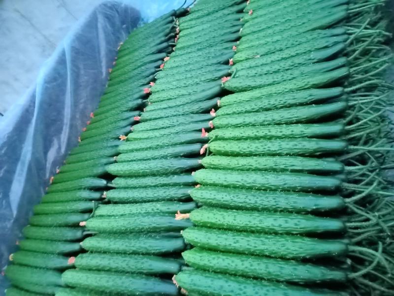 精品优质油亮黄瓜大量上市中欢迎有需要的老板前来采购