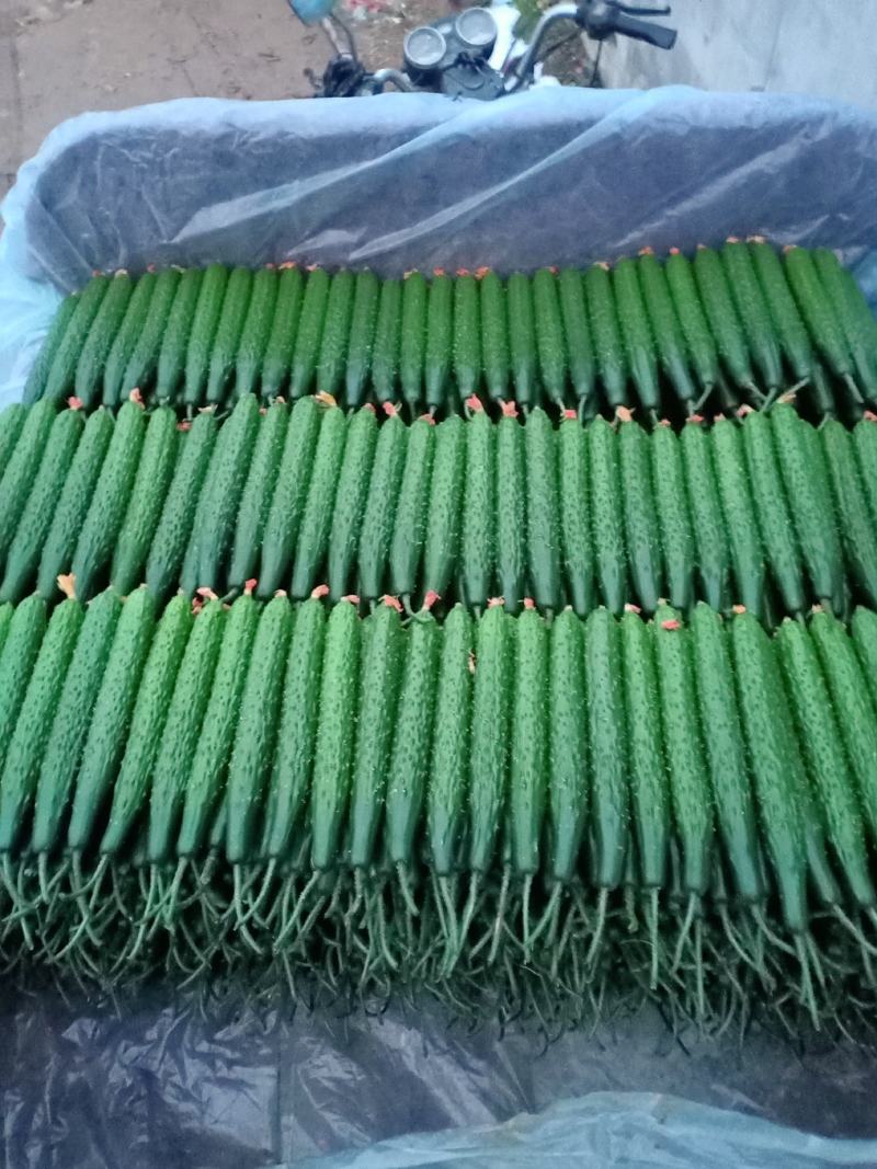 精品优质油亮黄瓜大量上市中欢迎有需要的老板前来采购