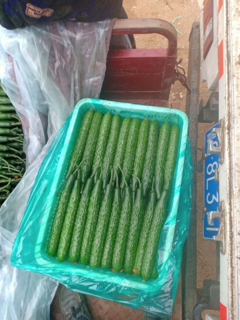 精品优质油亮黄瓜大量上市中欢迎有需要的老板前来采购