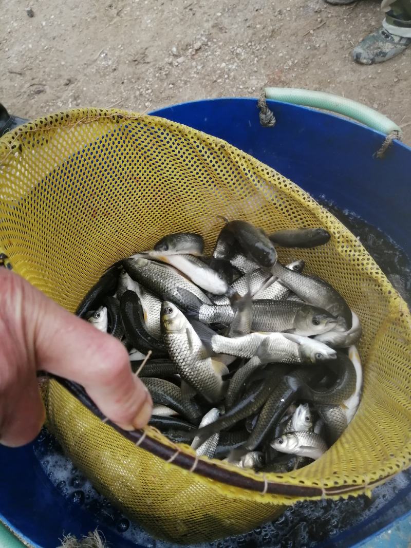 出售草鱼苗，靓草鱼苗