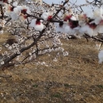 红荷苞杏，金太阳，、荷兰香蜜杏