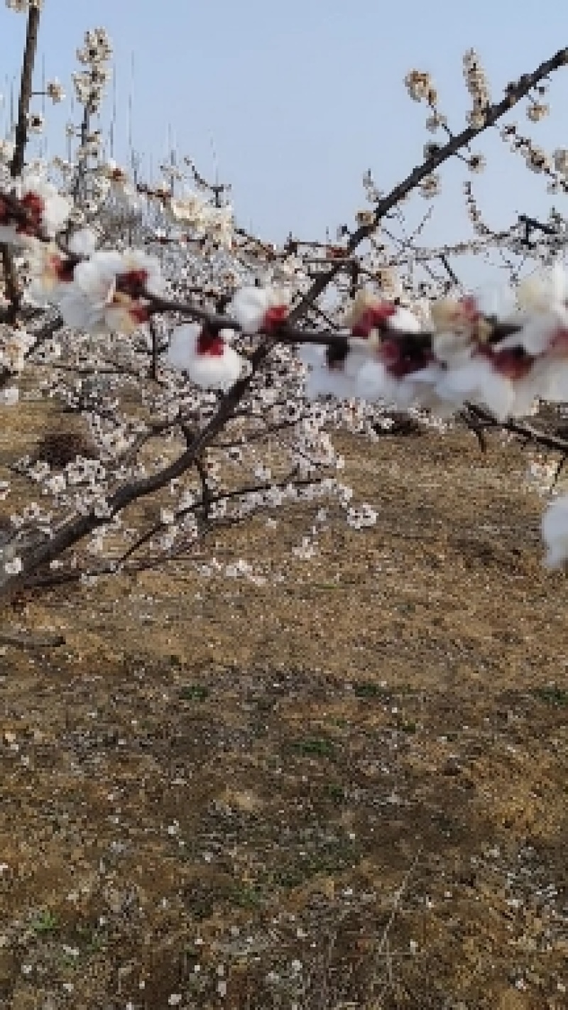 红荷苞杏，金太阳，、荷兰香蜜杏