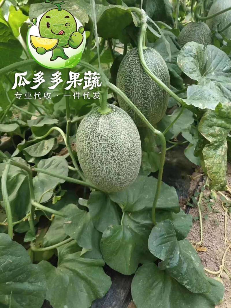 西州蜜25小蜜25哈密瓜甜瓜量大代收代发