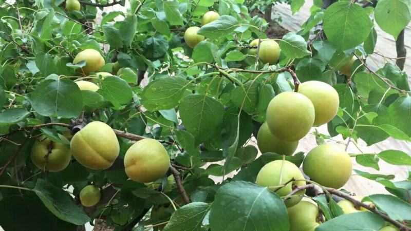 山西运城暖棚冷棚金太阳大黄杏