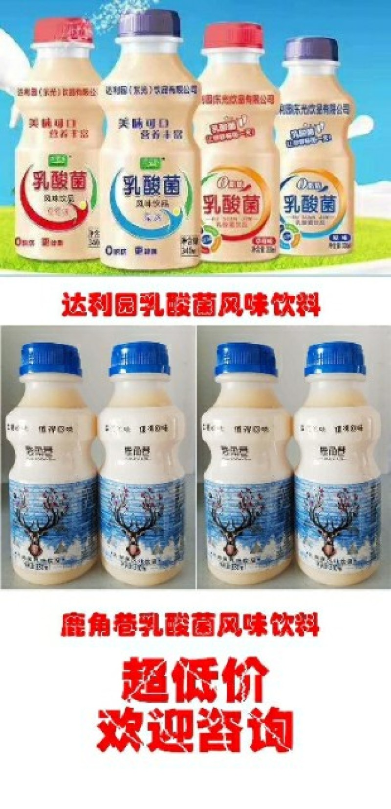 340*12瓶塑包乳酸菌，多种包装，口感好厂家直销