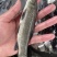 黑鲩鱼苗，价格实惠，欢迎来电购苗！