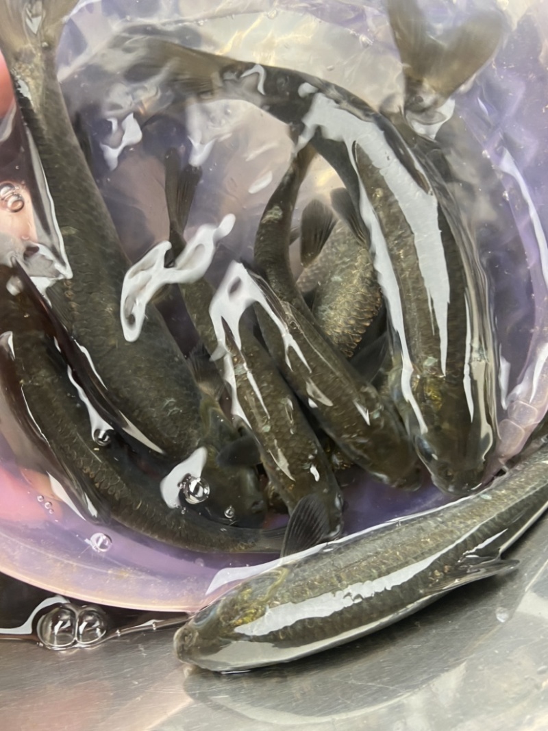 黑鲩鱼苗，价格实惠，欢迎来电购苗！
