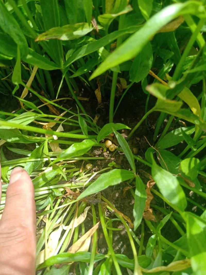 推荐精选半夏种子，精选半夏种球，提供现代种植技术