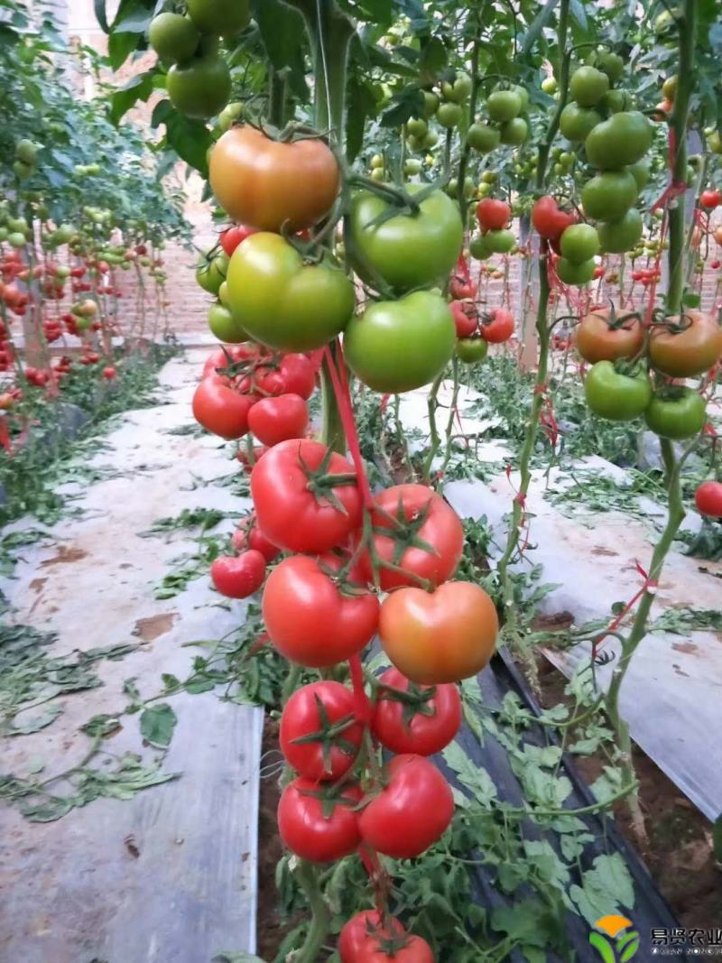 硬粉西红柿种子抗死棵大果粉果番茄毛粉种子赛威粉果