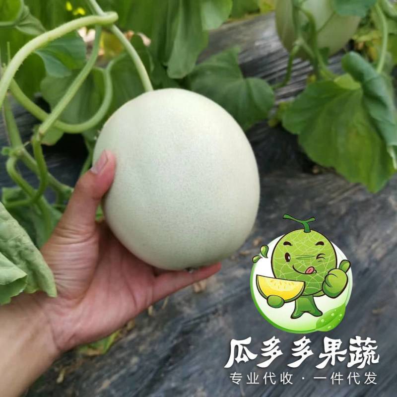 冰清玉菇甜瓜玉姑甜瓜冰激凌蜜瓜对接电商一件代发