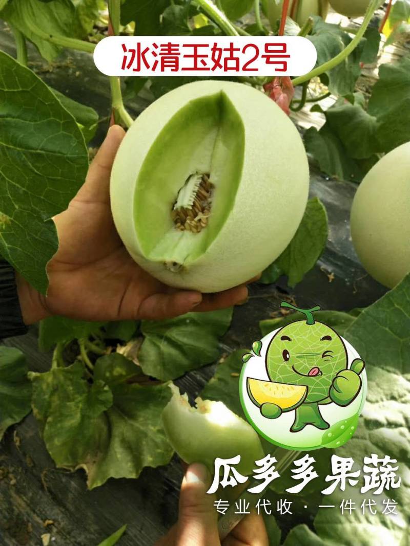 冰清玉菇甜瓜玉姑甜瓜冰激凌蜜瓜对接电商一件代发