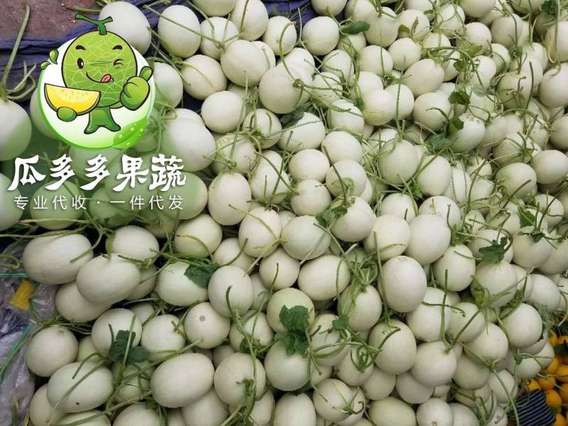 冰清玉菇甜瓜玉姑甜瓜冰激凌蜜瓜对接电商一件代发