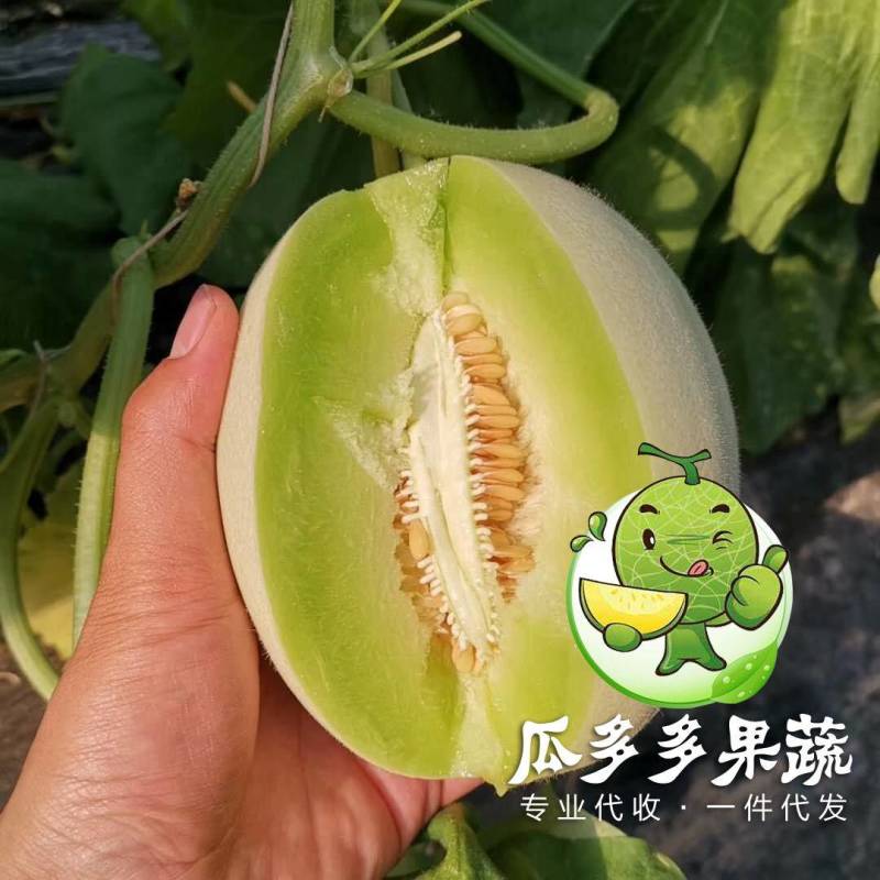 冰清玉菇甜瓜玉姑甜瓜冰激凌蜜瓜对接电商一件代发