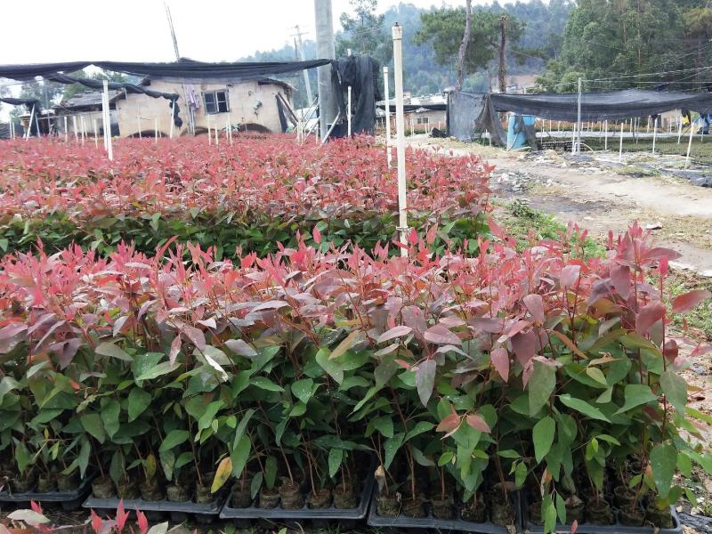 优质桉树二六，基地规格齐全，现挖精品苗，易成活，适应能力强