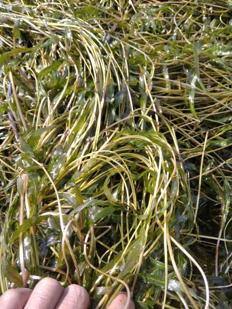 麦黄藻（菹草）可养殖虾蟹可绿化江河湖泊
