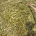麦黄藻（菹草）可养殖虾蟹可绿化江河湖泊