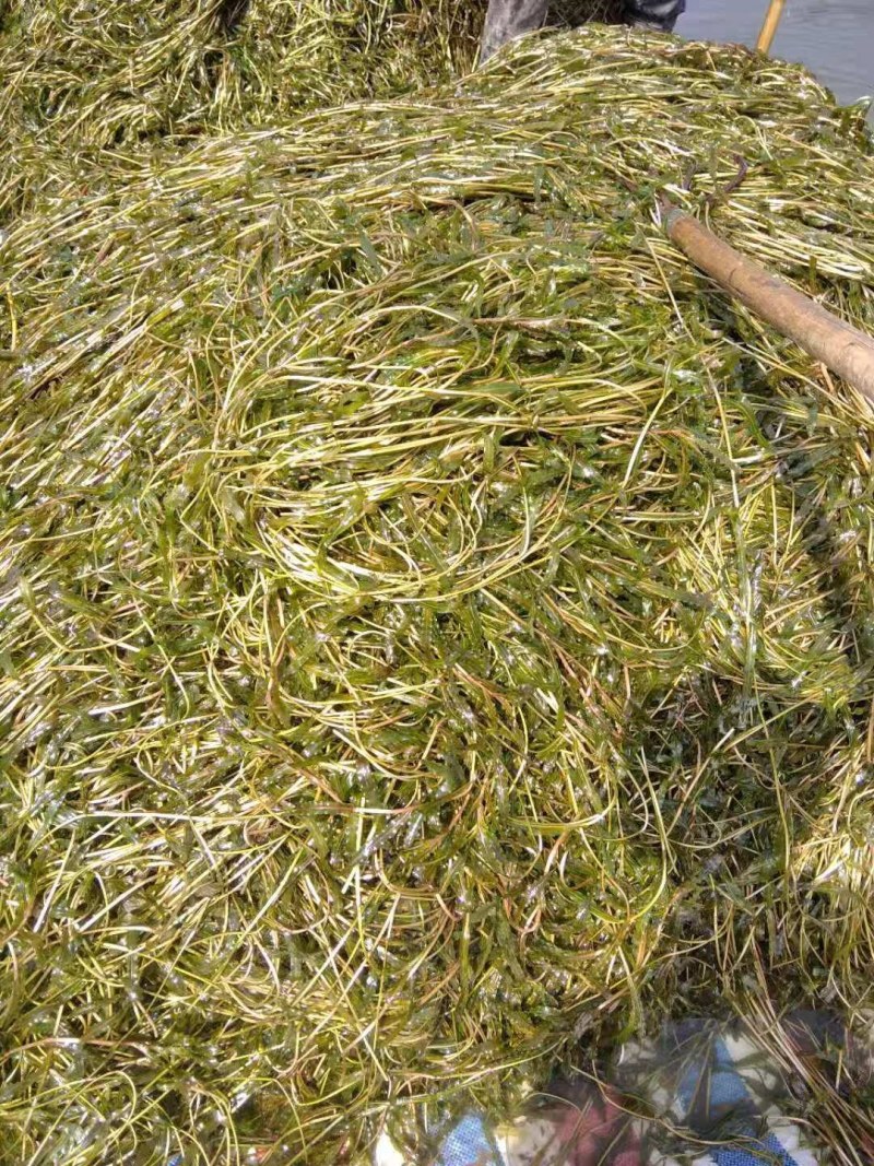 麦黄藻（菹草）可养殖虾蟹可绿化江河湖泊