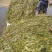 麦黄藻（菹草）可养殖虾蟹可绿化江河湖泊
