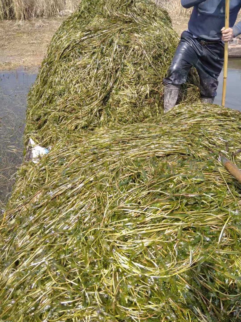 麦黄藻（菹草）可养殖虾蟹可绿化江河湖泊