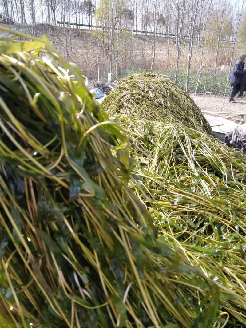 麦黄藻（菹草）可养殖虾蟹可绿化江河湖泊