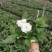 凤仙花基地直供140#一箱25盆装可单色可混色装