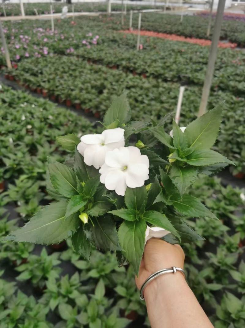 凤仙花基地直供140#一箱25盆装可单色可混色装