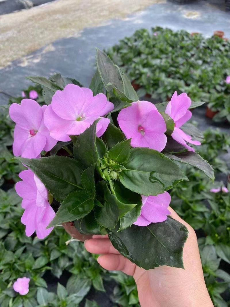 凤仙花基地直供140#一箱25盆装可单色可混色装