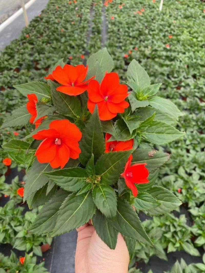 凤仙花基地直供140#一箱25盆装可单色可混色装