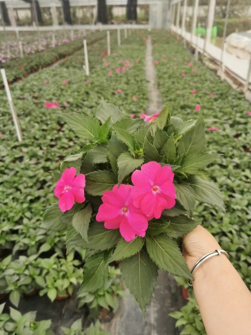 凤仙花基地直供140#一箱25盆装可单色可混色装
