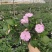 凤仙花基地直供140#一箱25盆装可单色可混色装