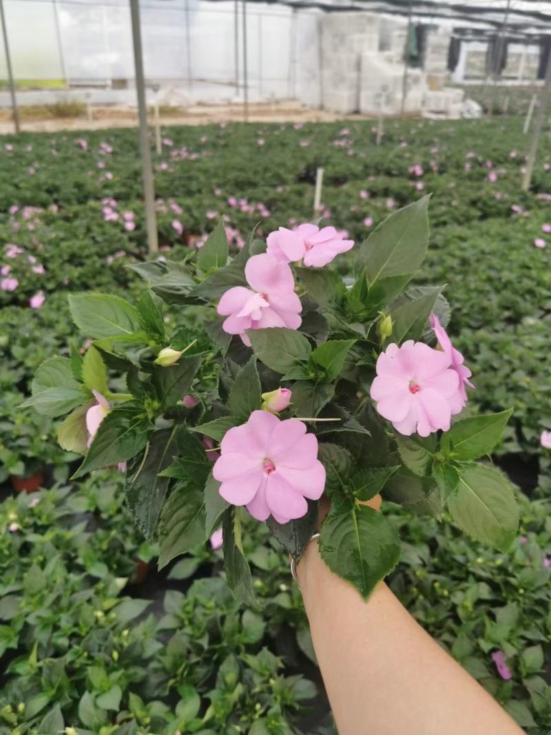 凤仙花基地直供140#一箱25盆装可单色可混色装
