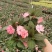 凤仙花基地直供140#一箱25盆装可单色可混色装