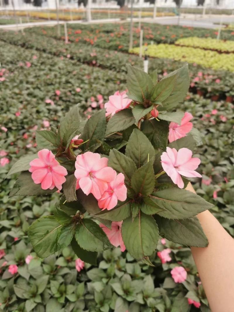 凤仙花基地直供140#一箱25盆装可单色可混色装