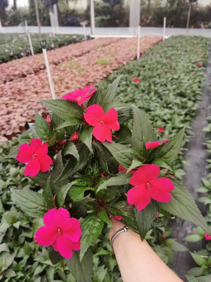 凤仙花基地直供140#一箱25盆装可单色可混色装