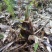 正宗野生冬笋春笋纯野生竹笋高山竹林原生态