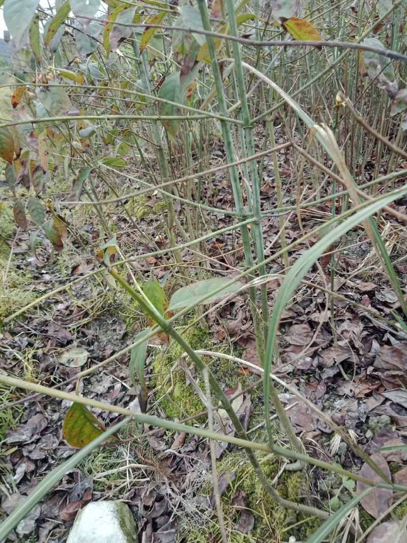 大量批发。各种规格钩藤苗。