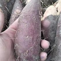 紫薯，品种，紫罗兰，凌紫，商品薯，加工薯，量小勿扰