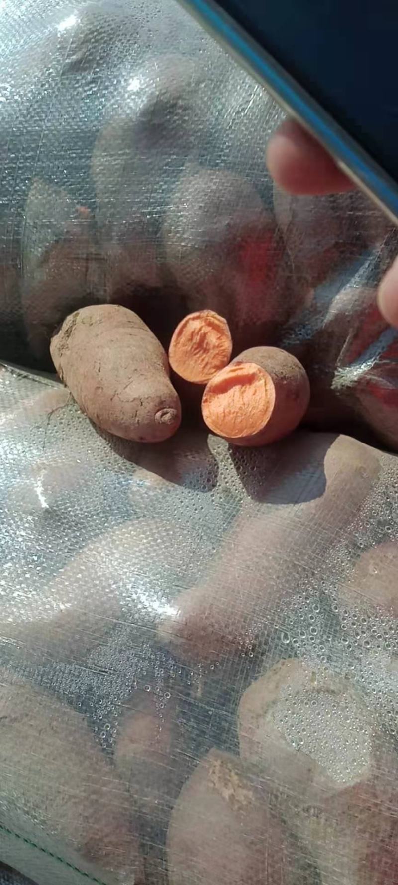 广东地区，西瓜红，大叶红，商品薯，加工厂用薯，大量供应中