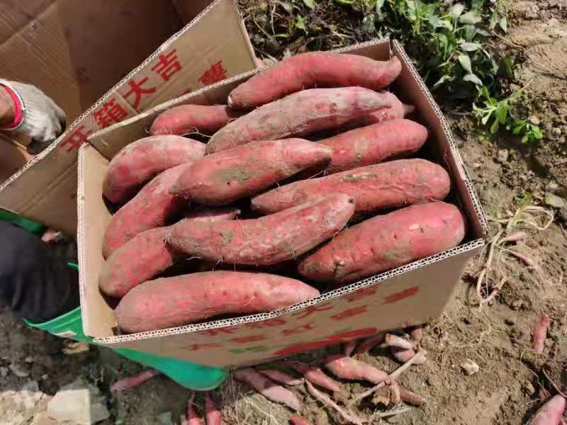 广东地区，西瓜红，大叶红，商品薯，加工厂用薯，大量供应中